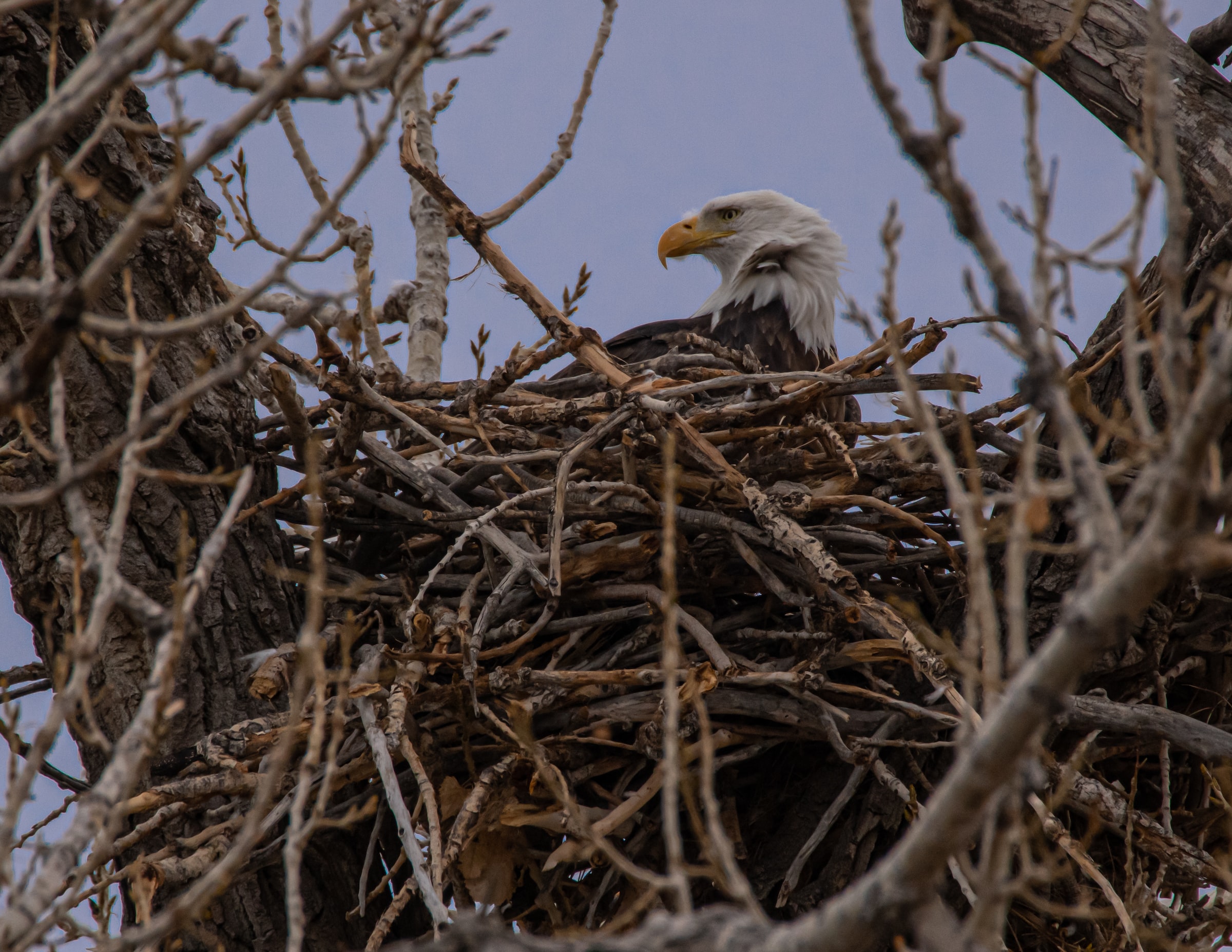 When & Where Do Bald Eagles Build Their Nests? #shorts 