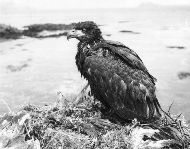 Your Bald Eagle Questions Answered Duke Farms