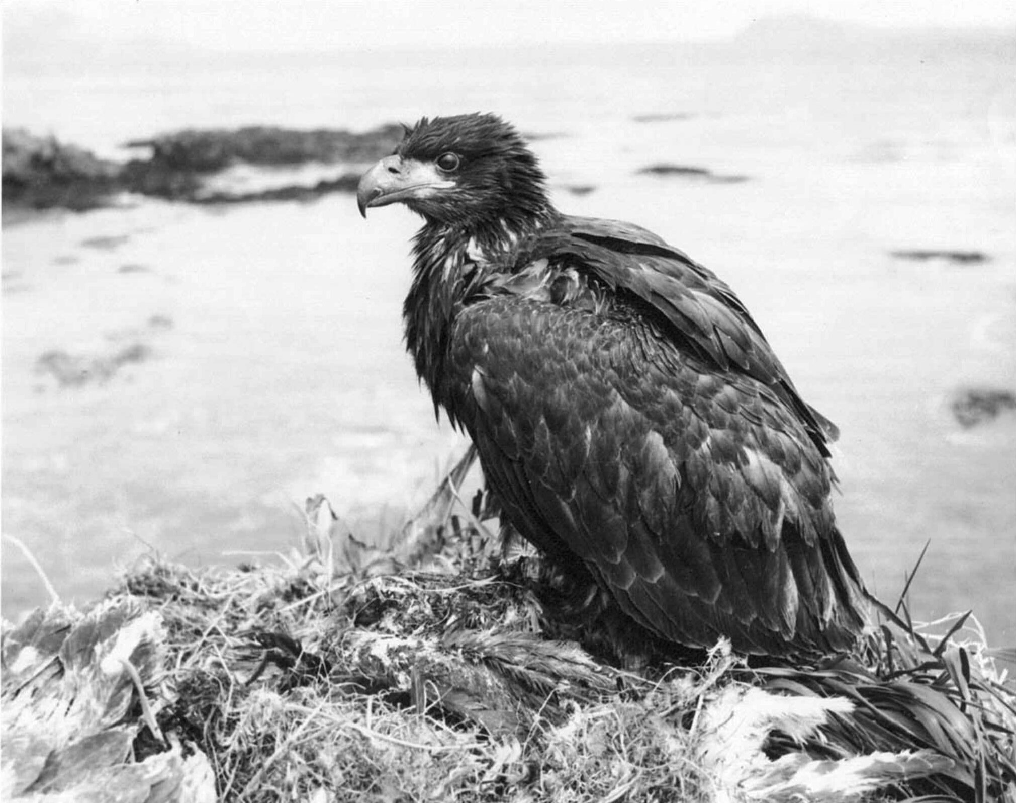 Your Bald Eagle Questions Answered