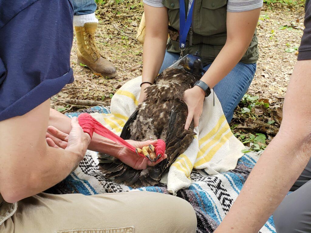 A scientist holds an eaglet during banding