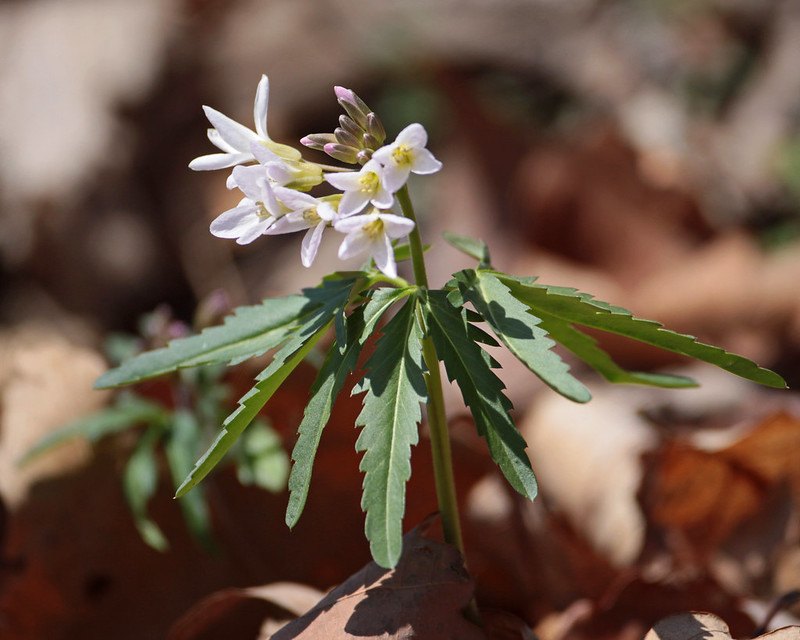 Flowering cutleaf toothwort.