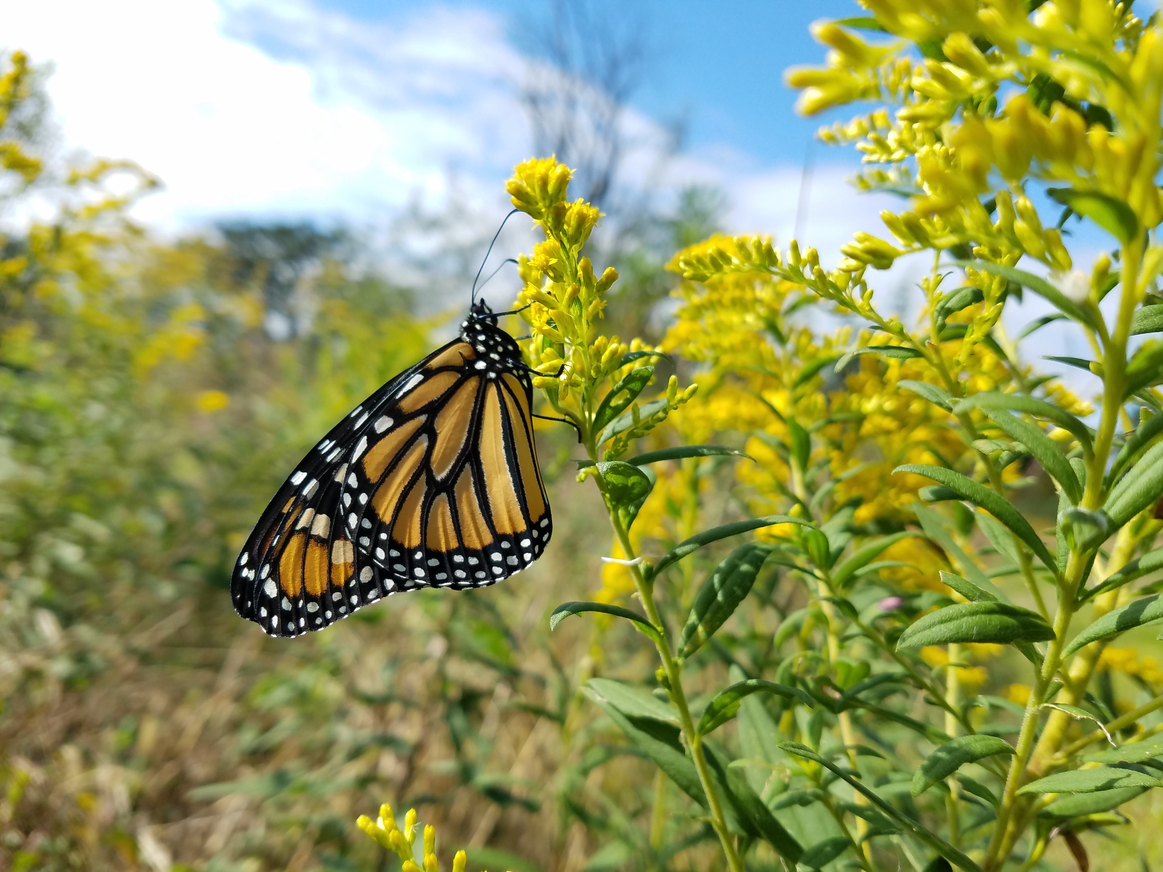 Monarch & Meadow Month: What Makes a Meadow?