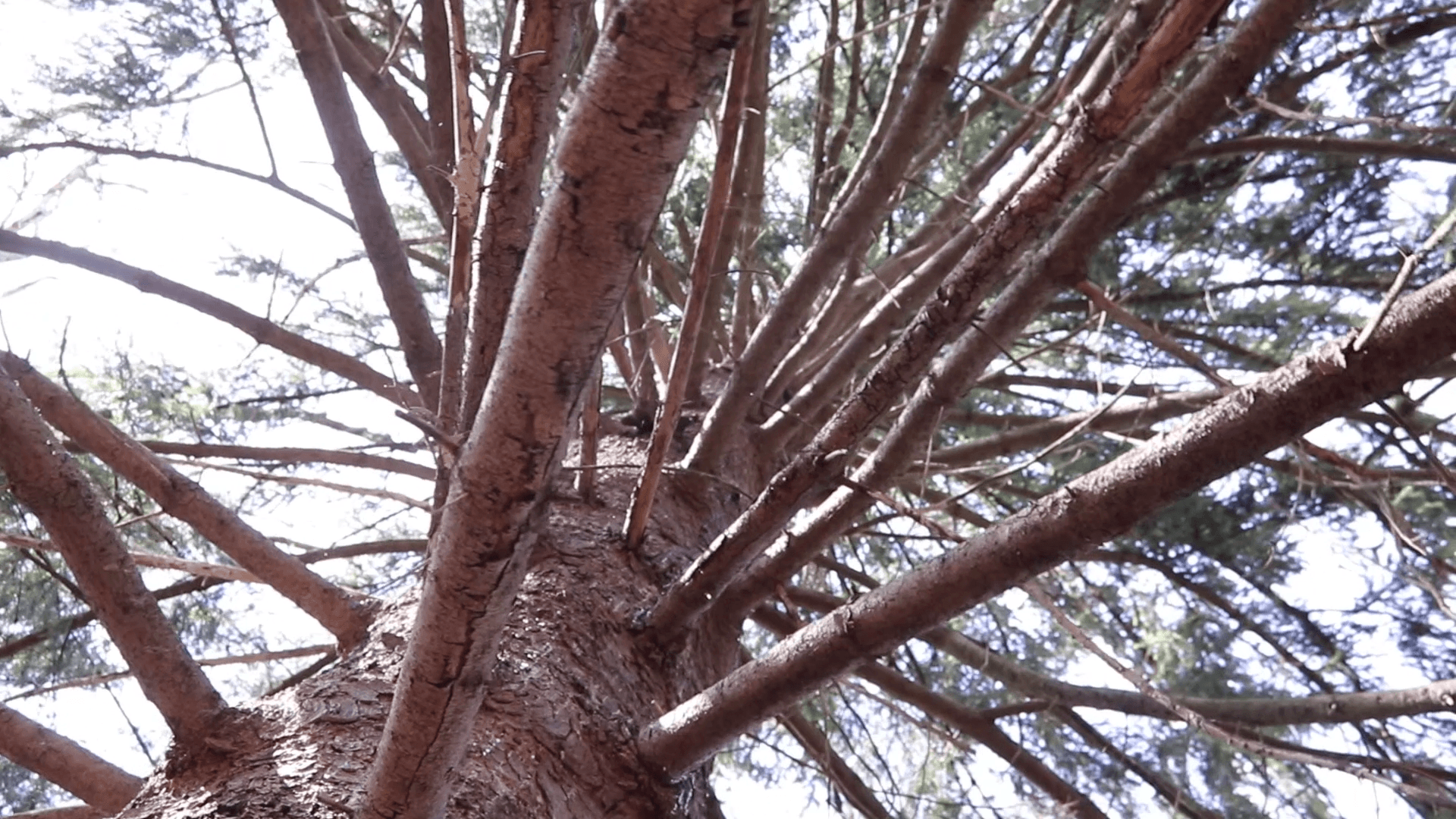 Virtual Tree ID Walk with Meghan