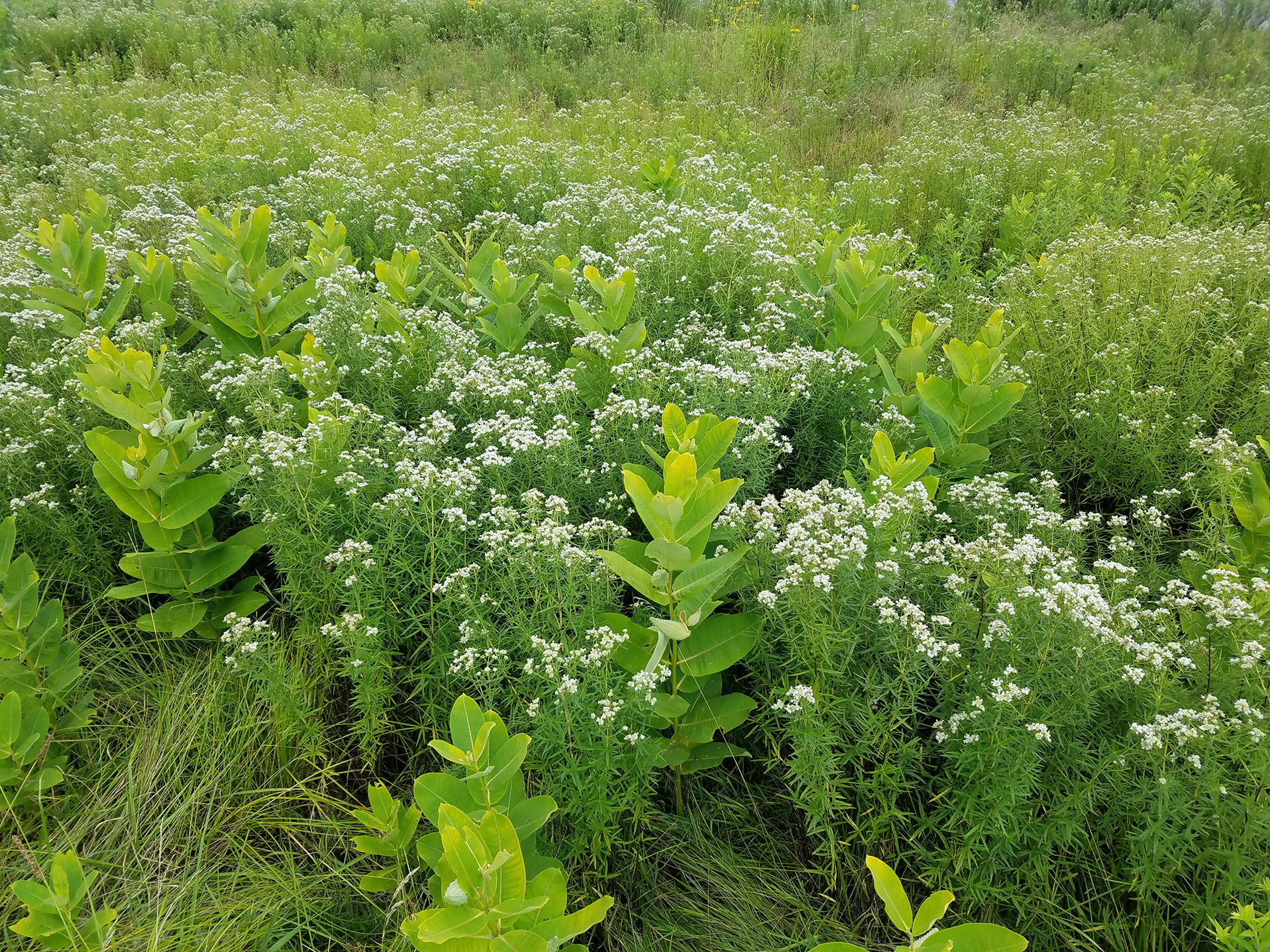 Bee-Friendly Flowers: Milkweed
