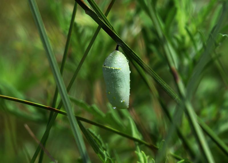 Monarch & Meadow Month: Chrysalis Vs. Cocoon