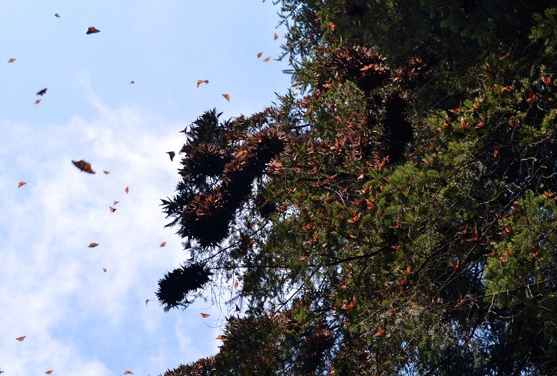 Monarch & Meadow Month: Monarch Migration Game