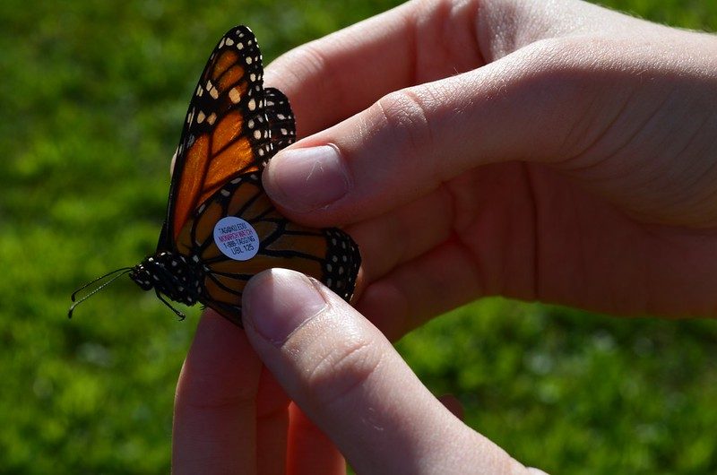 Monarch & Meadow Month: Monarch Tagging