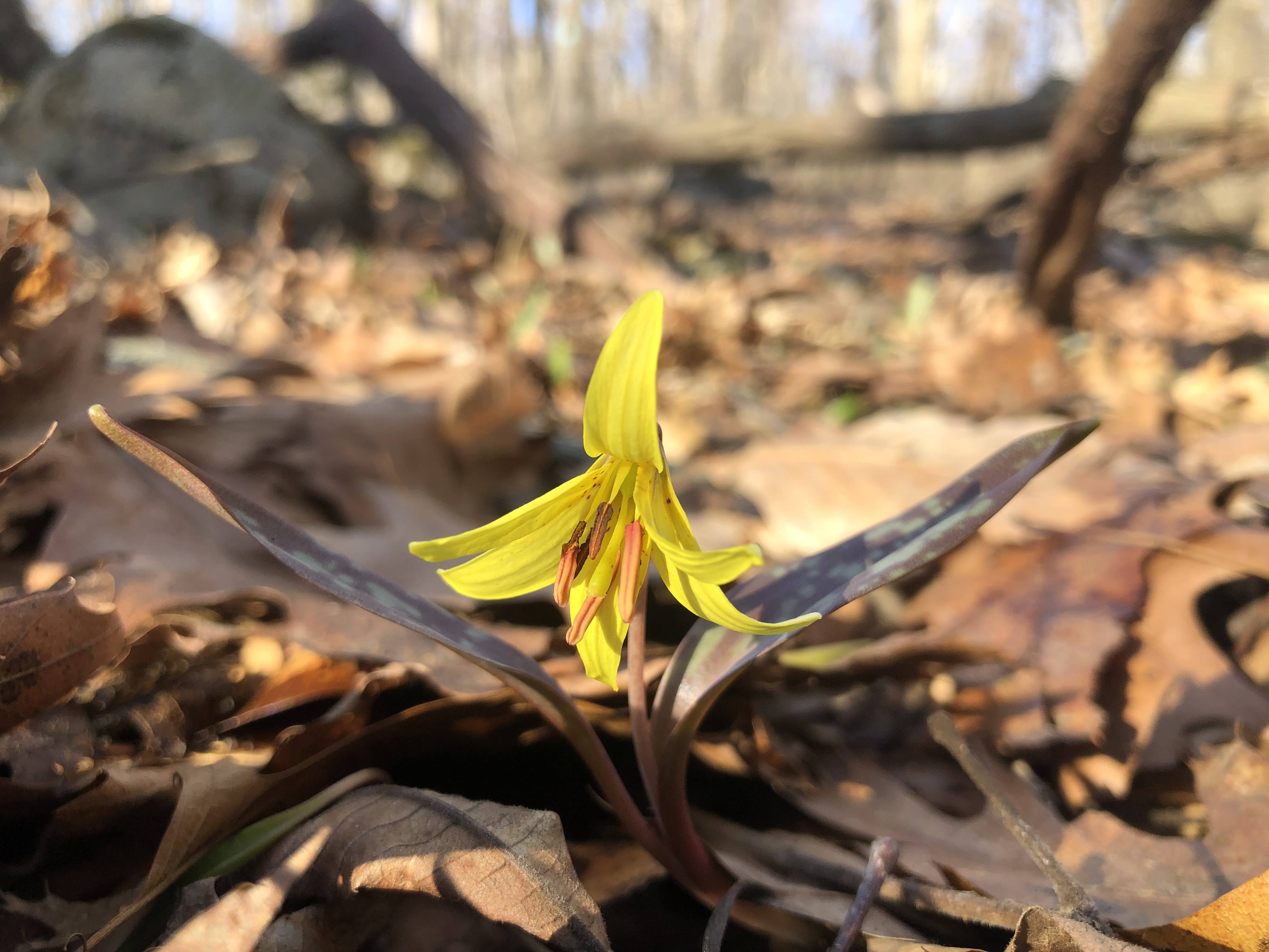 Forgotten Flowers: Trout Lily