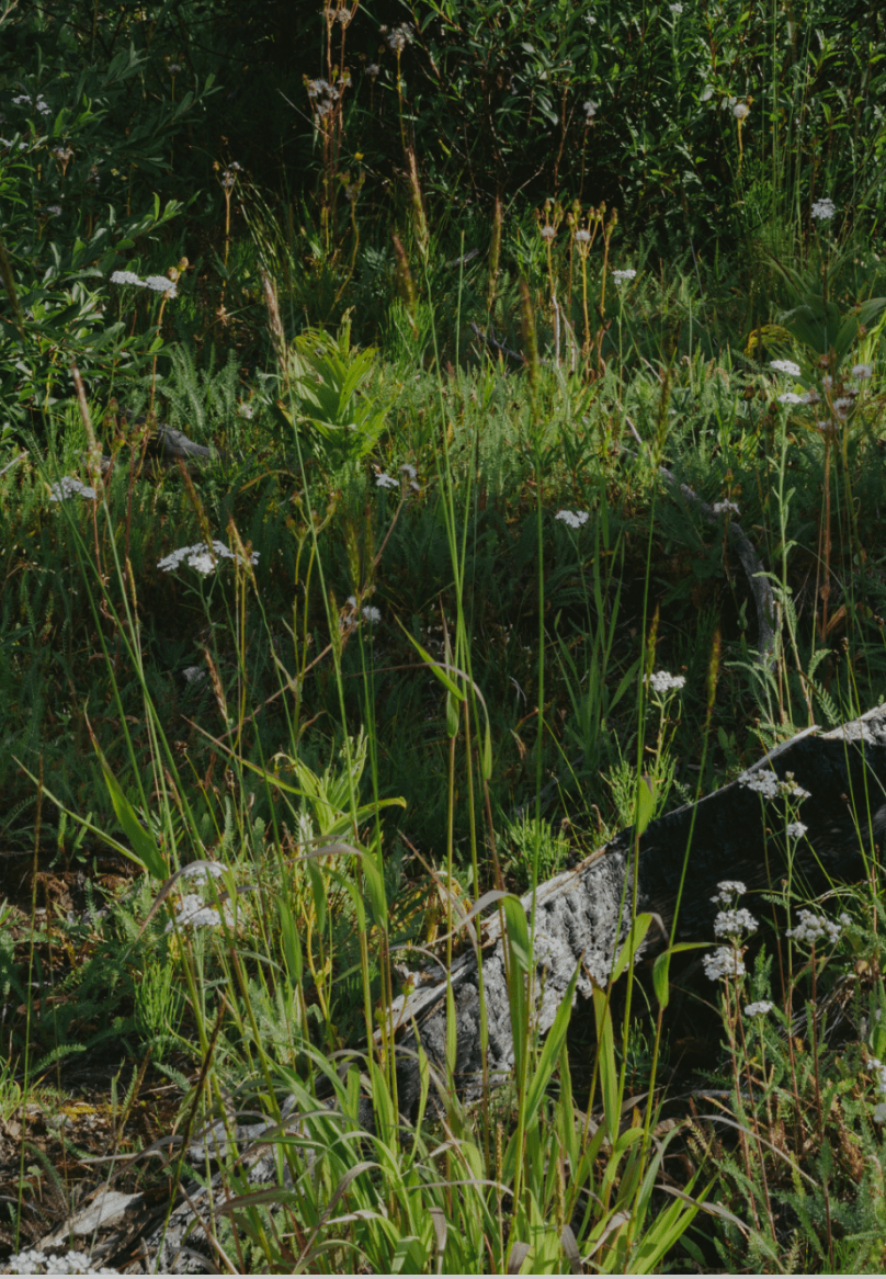 Peters Brook Greenway