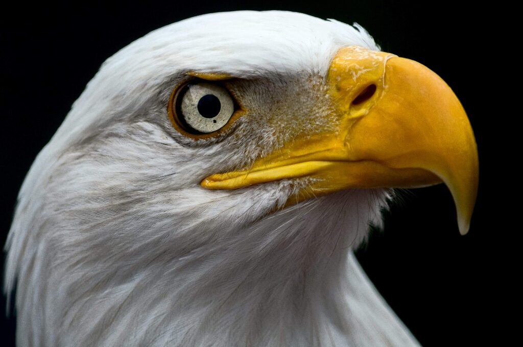 A closeup of a bald eagle head, its yellow beak and piercing light yellow eyes focused on something off screen