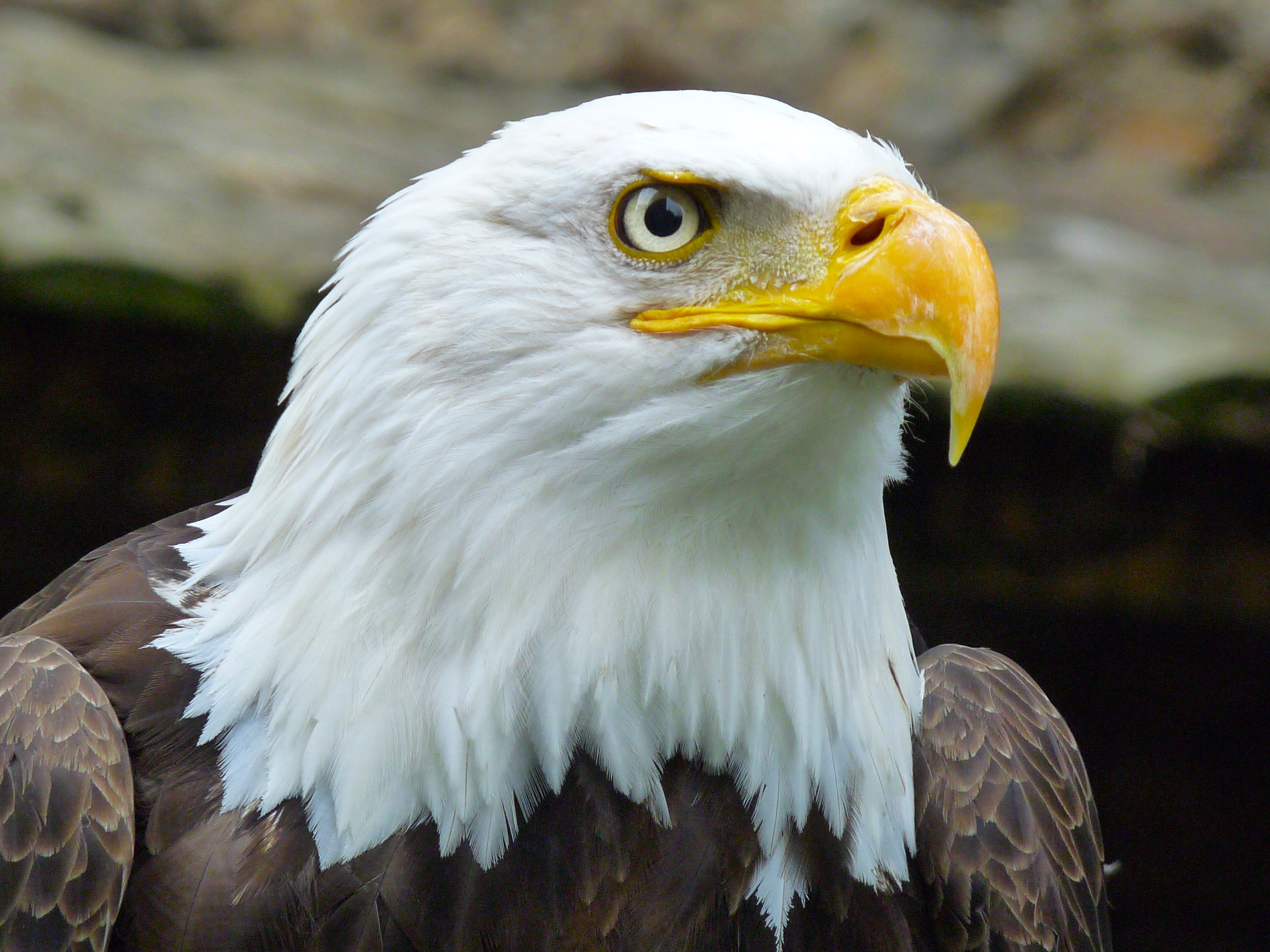 What is Eagle Banding?