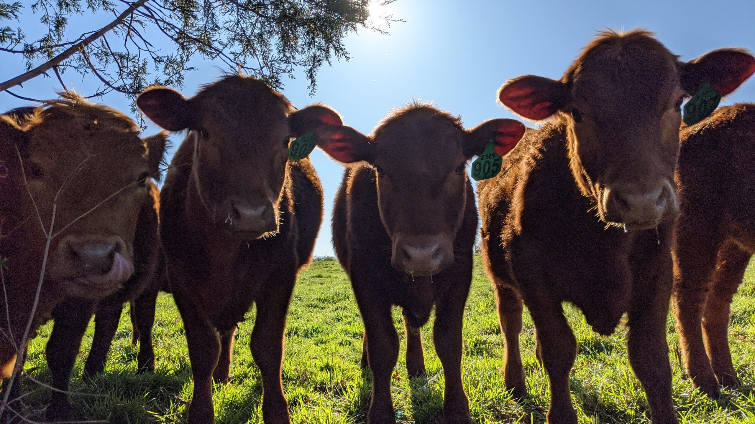 Picture of four cows staring at the camera in a grassy field.