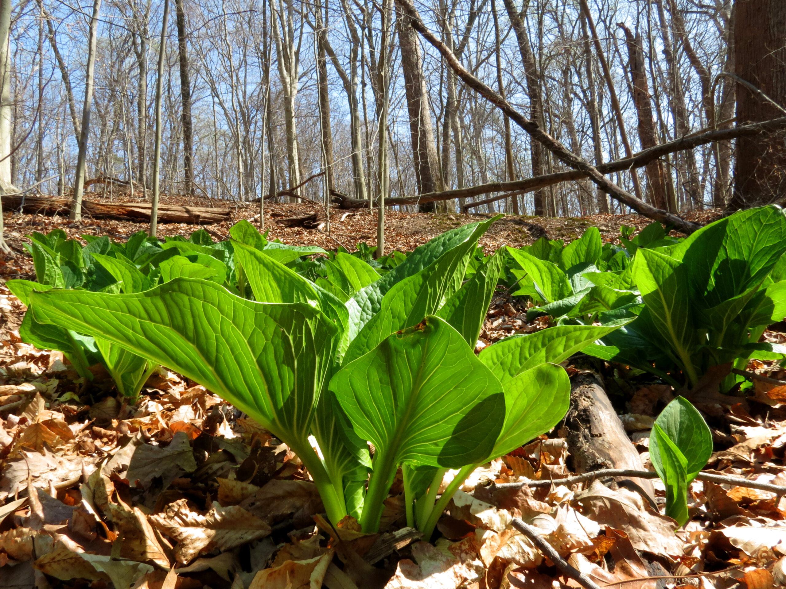 Forgotten Flowers: Skunk Cabbage