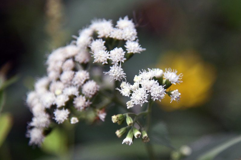 Bee-Friendly Flowers: Snakeroot