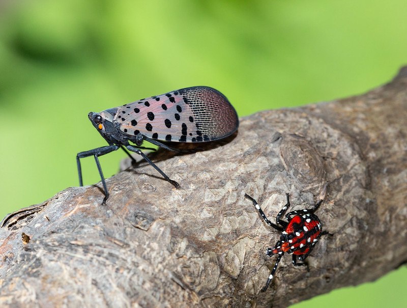 Spotted Lanternfly: Beat that Bug!