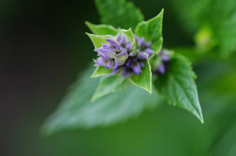 Bee-Friendly Flowers: Anise Hyssop