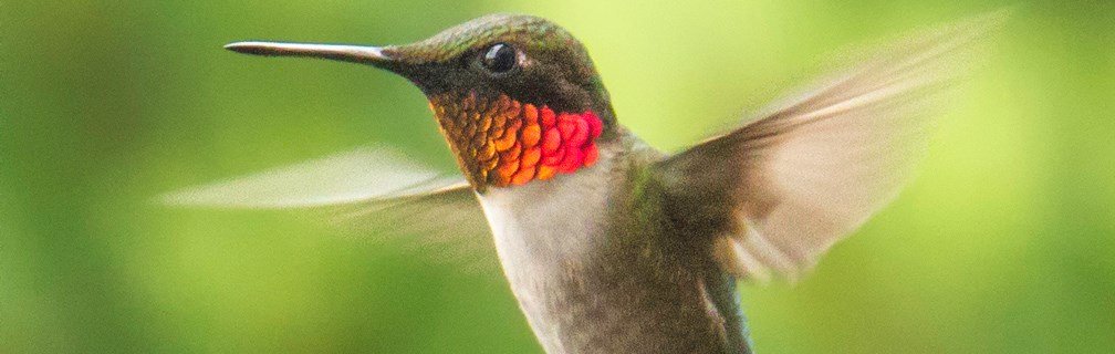 Your Backyard: A Home for Hummingbirds