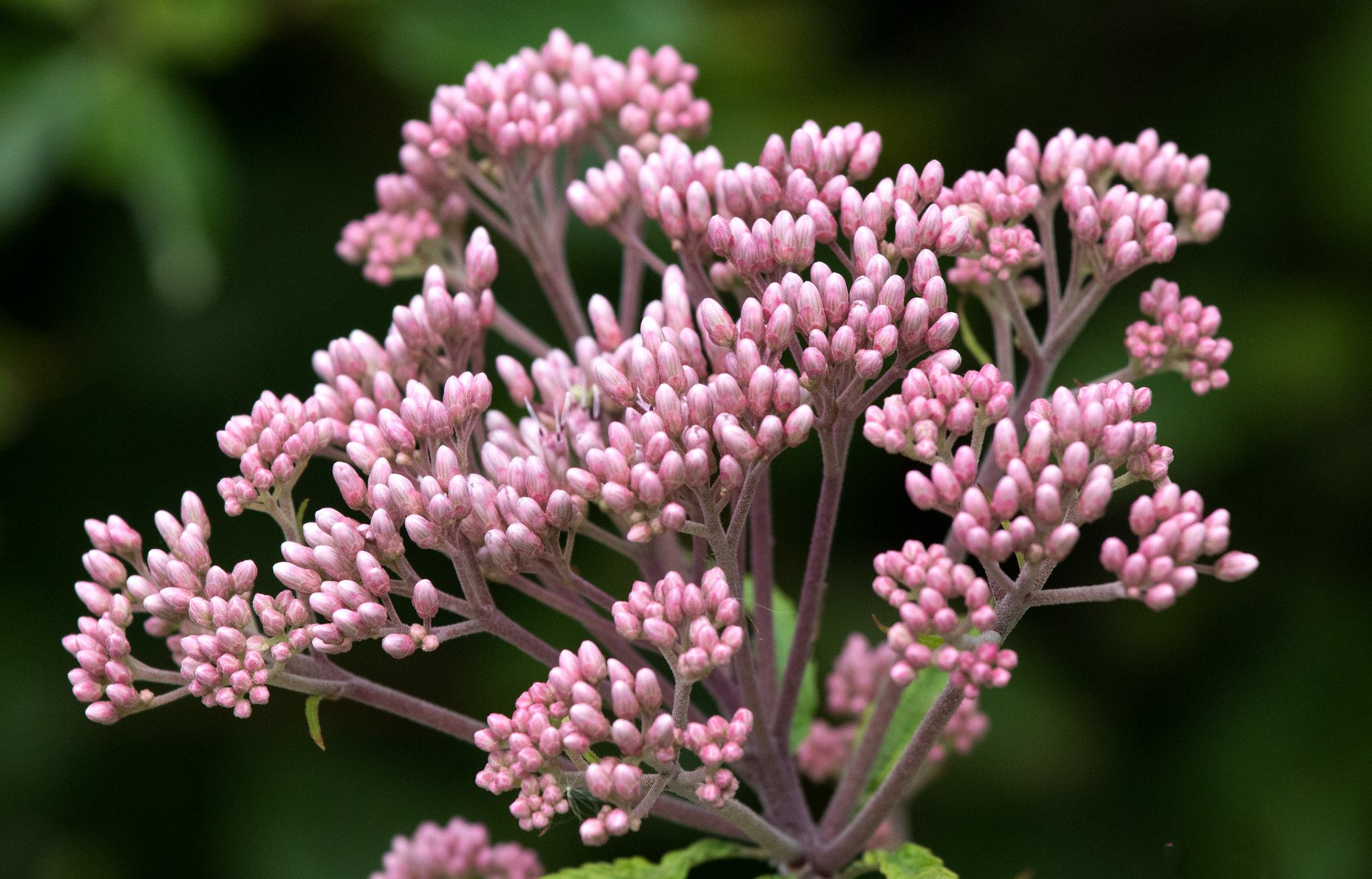 Bee-Friendly Flowers: Joe-Pye Weed