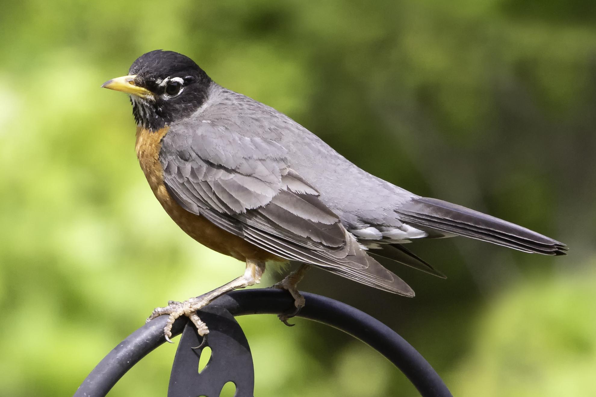 Backyard Bird Bingo