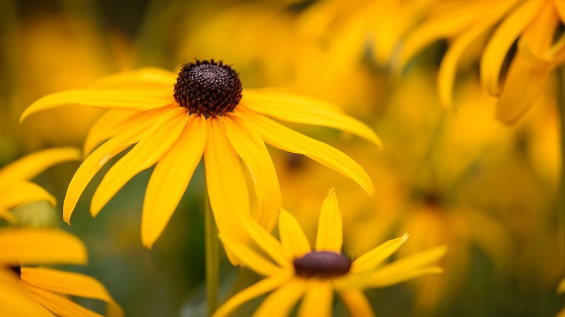 Bee-Friendly Flowers: Black-Eyed Susan