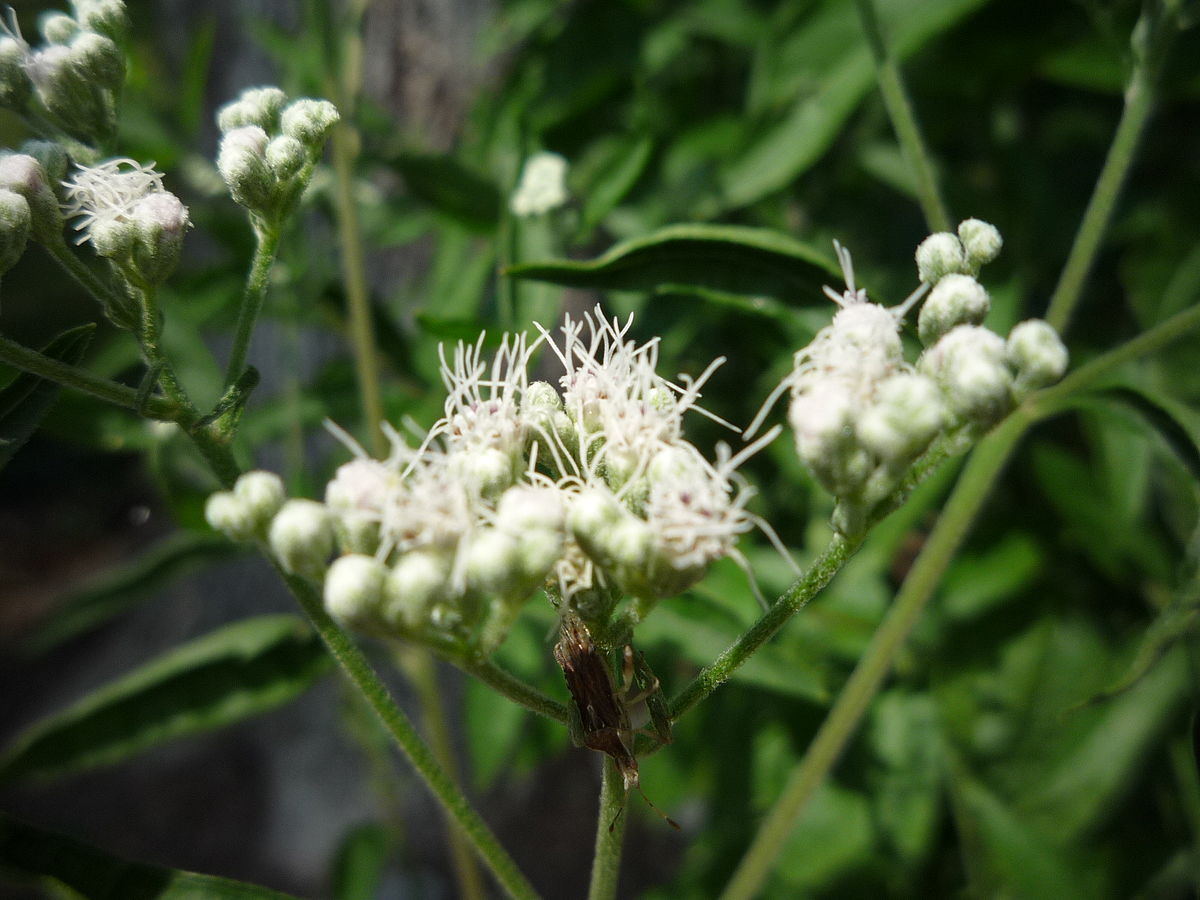 Bee-Friendly Flowers: Boneset