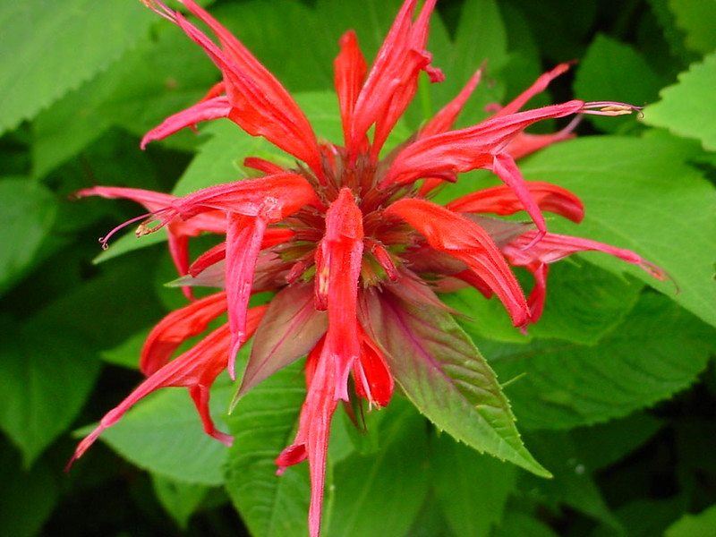 Bee-Friendly Flowers: Bee Balm