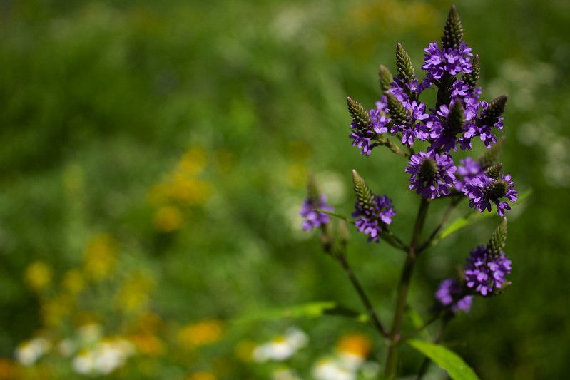 Bee-Friendly Flowers: Vervain