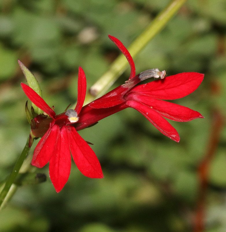 Bee-Friendly Flowers: Cardinal Flower