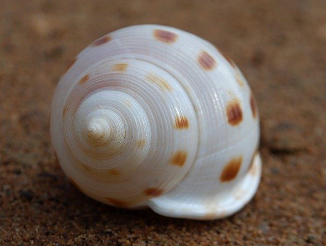 Finding Fibonacci in the Natural World