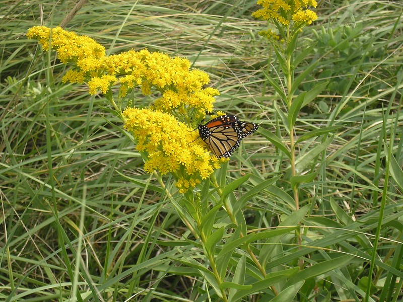 Butterflies Aflutter