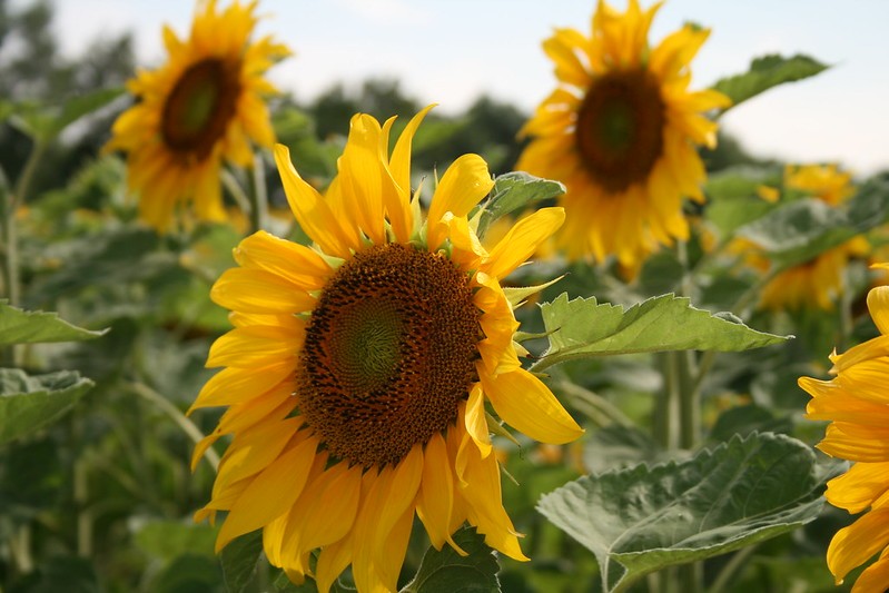Bee-Friendly Flowers: Sunflower