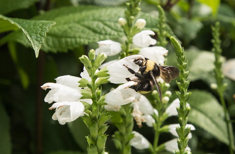 Bee-Friendly Flowers: Turtlehead
