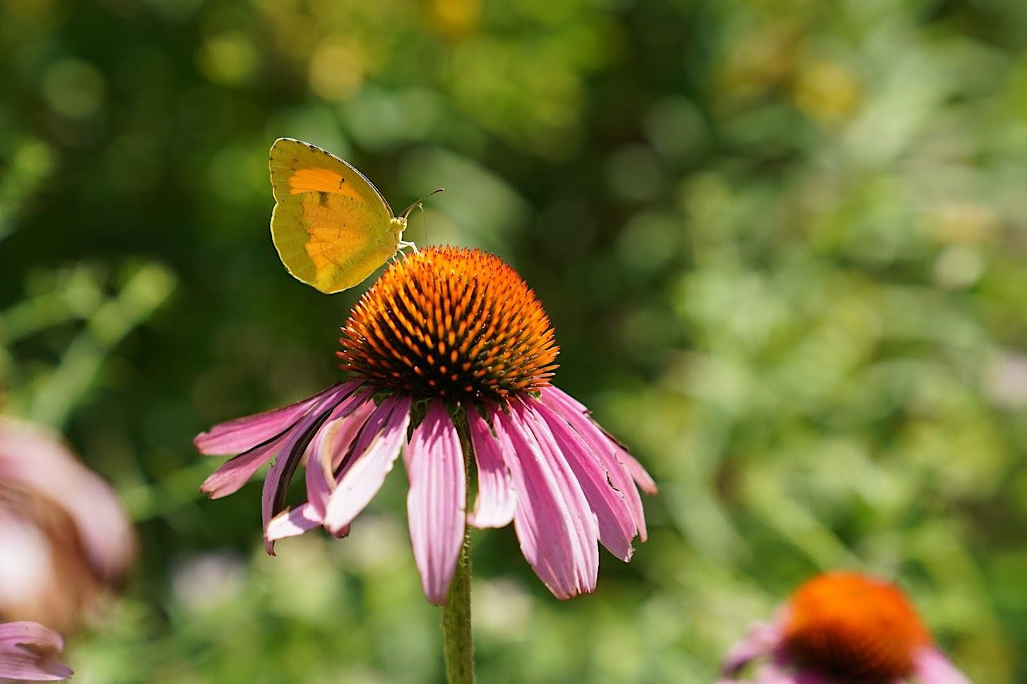 Picture of a butterfly on the flower of a Purple Coneflower.