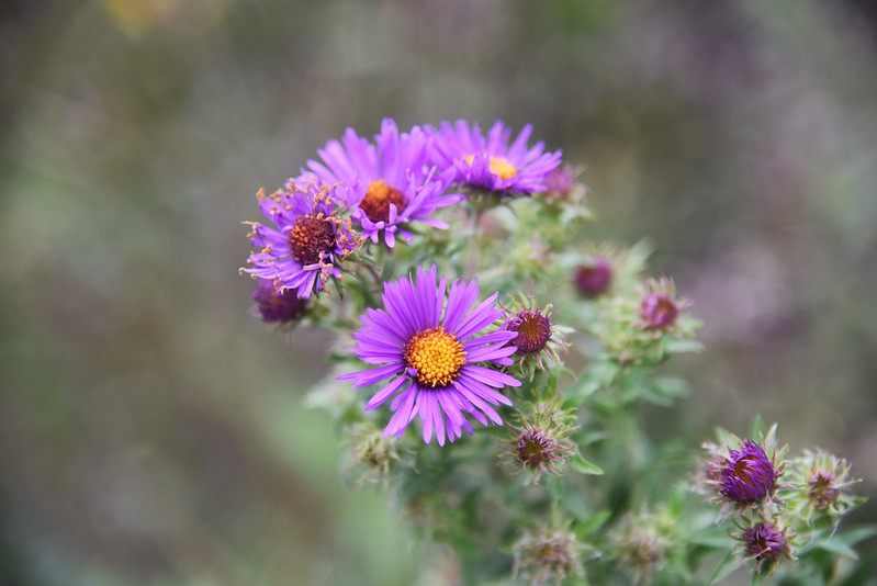 Bee-Friendly Flowers: Aster