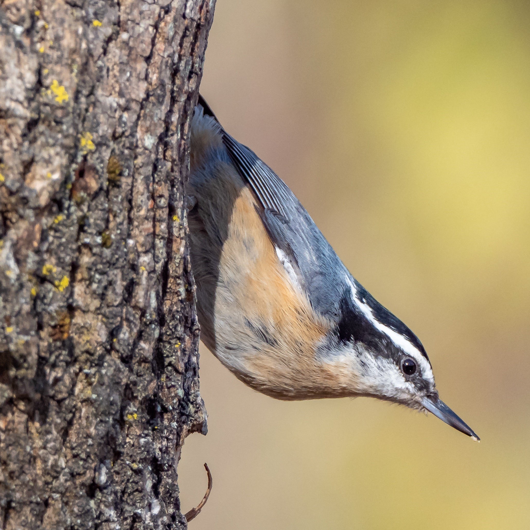 Red-breasted Nuthatch perched upside down on a tree.