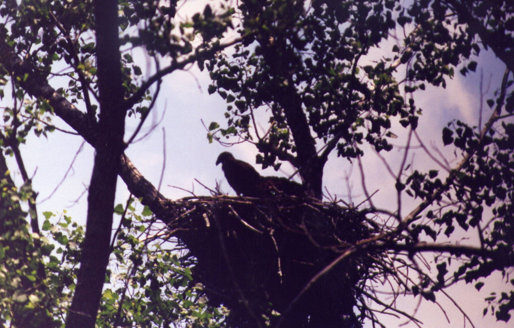 Eagle Cam August Update