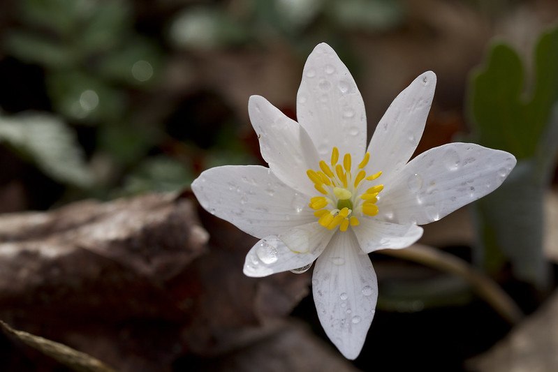 A white bloodroot flower with yellow reproductive parts