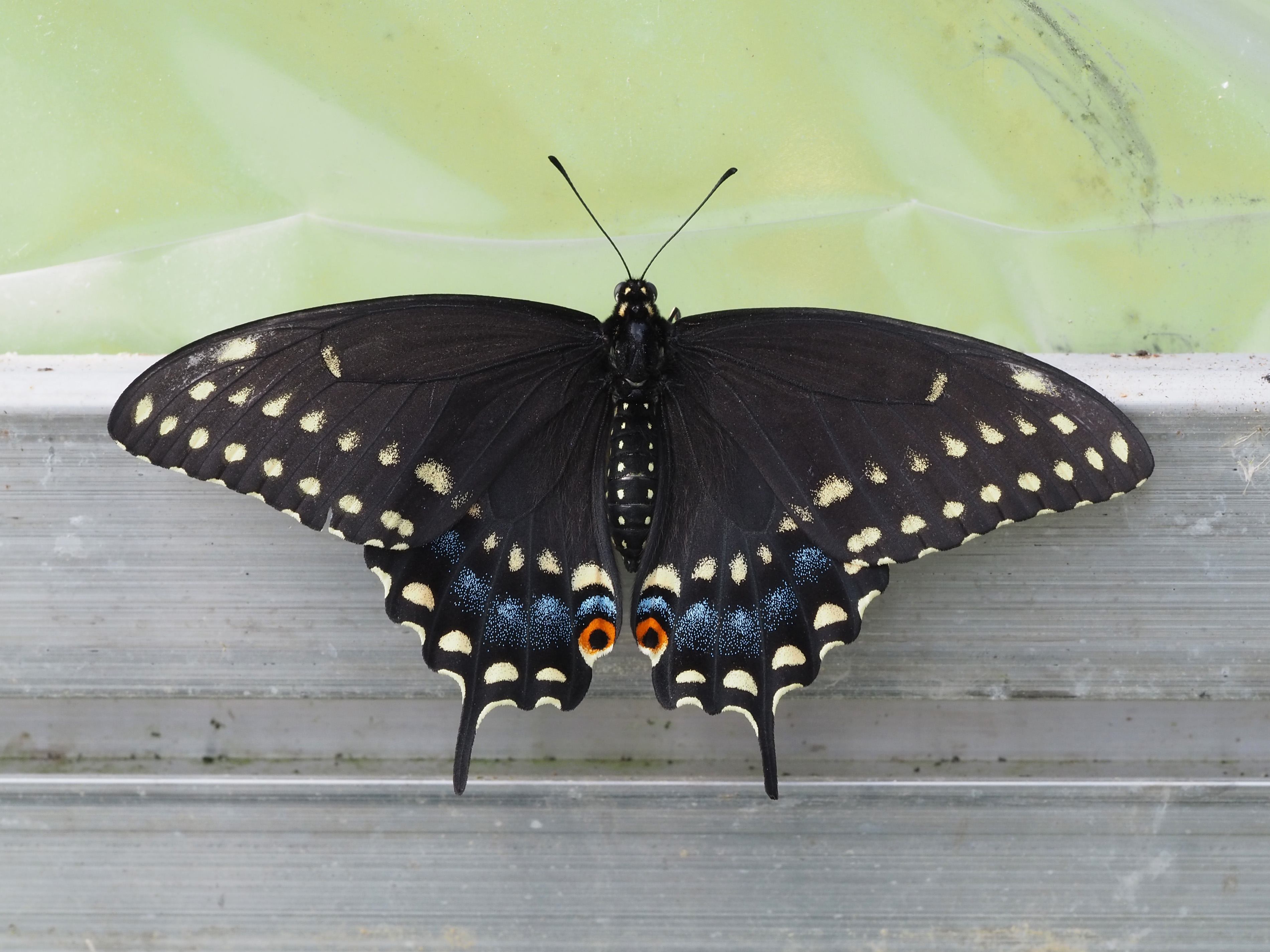 Monarch & Meadow Month: Eastern Swallowtail Butterflies