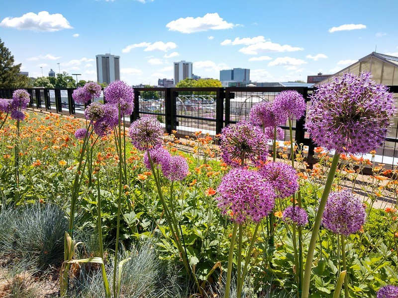 Sustainability September: Green Roof