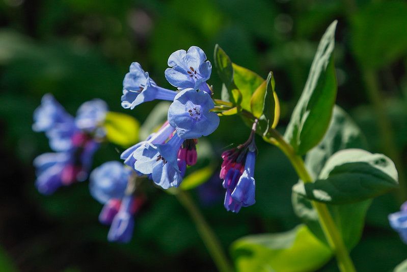 Forgotten Flowers: Virginia Bluebells