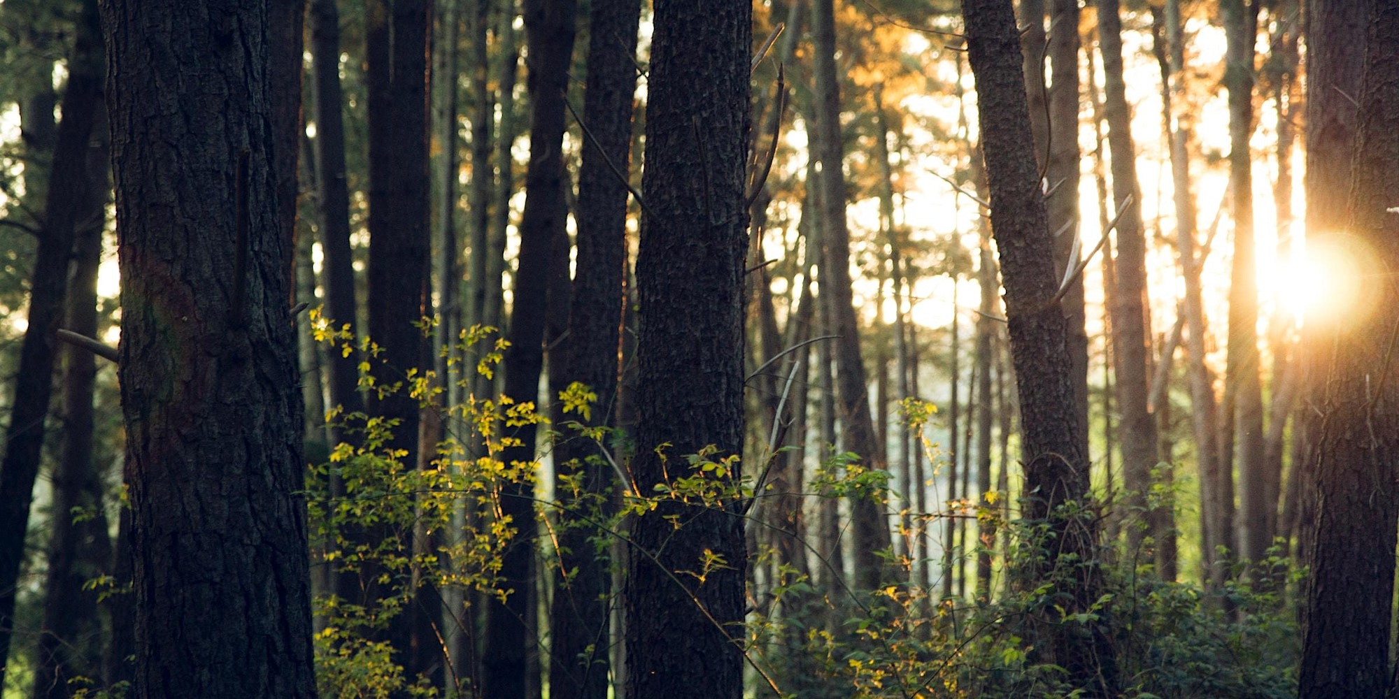 Tree trunks on a dense forest.