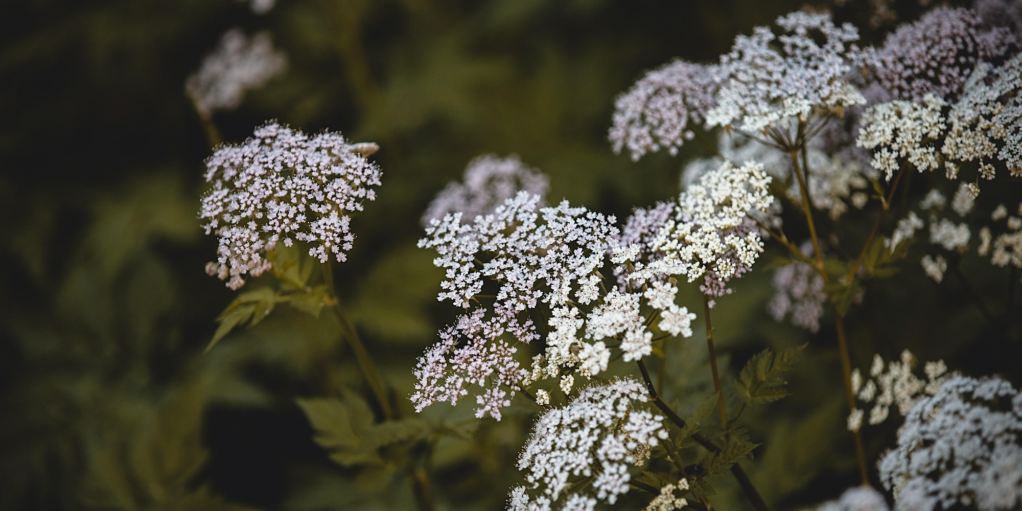 Queen Anne's Lace in bloom