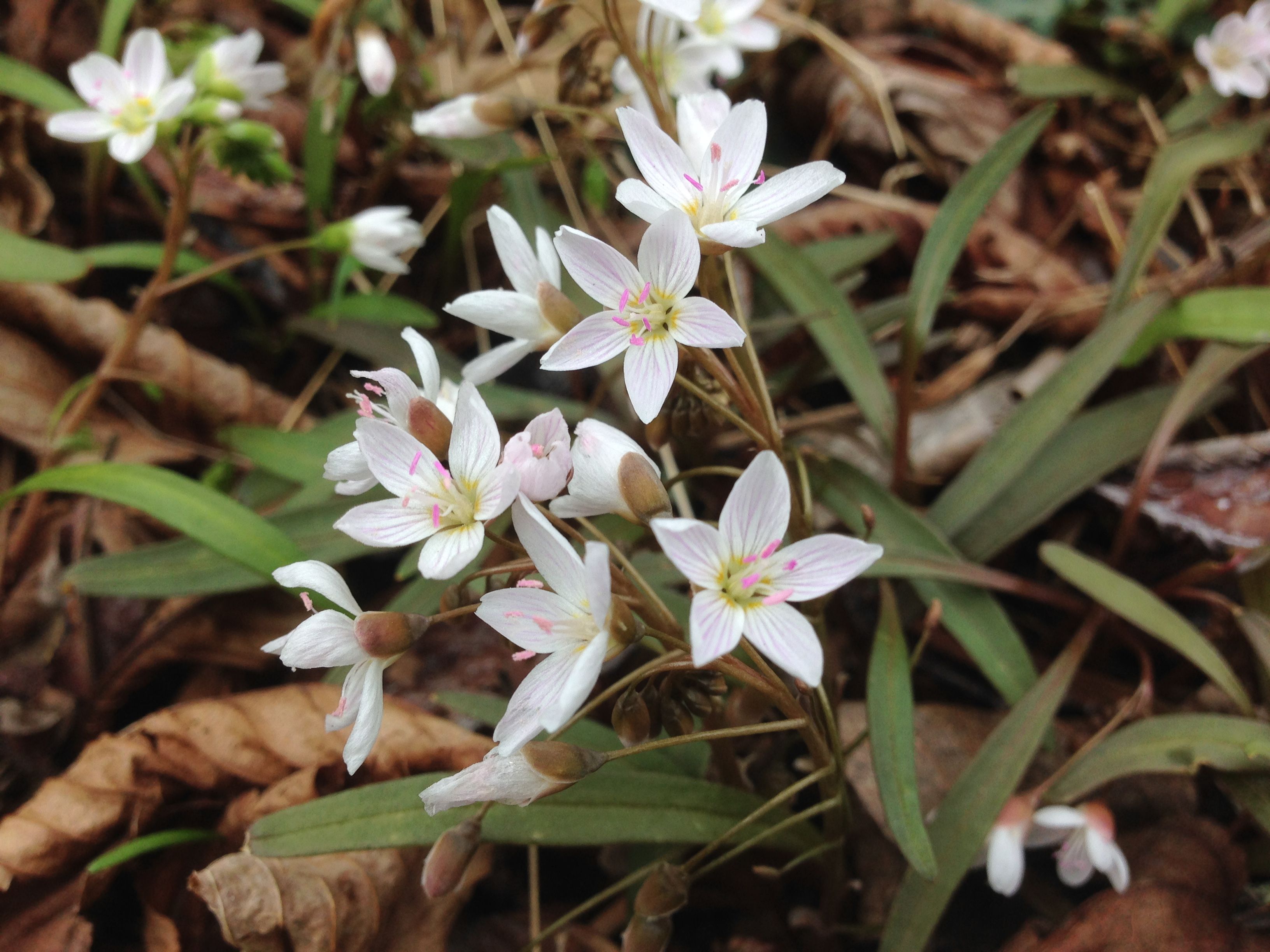 Forgotten Flowers: Spring Beauty