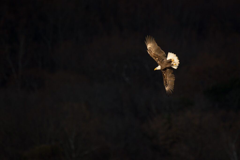 A bald eagle with brown and white plumage soars over a brown-black backdrop.