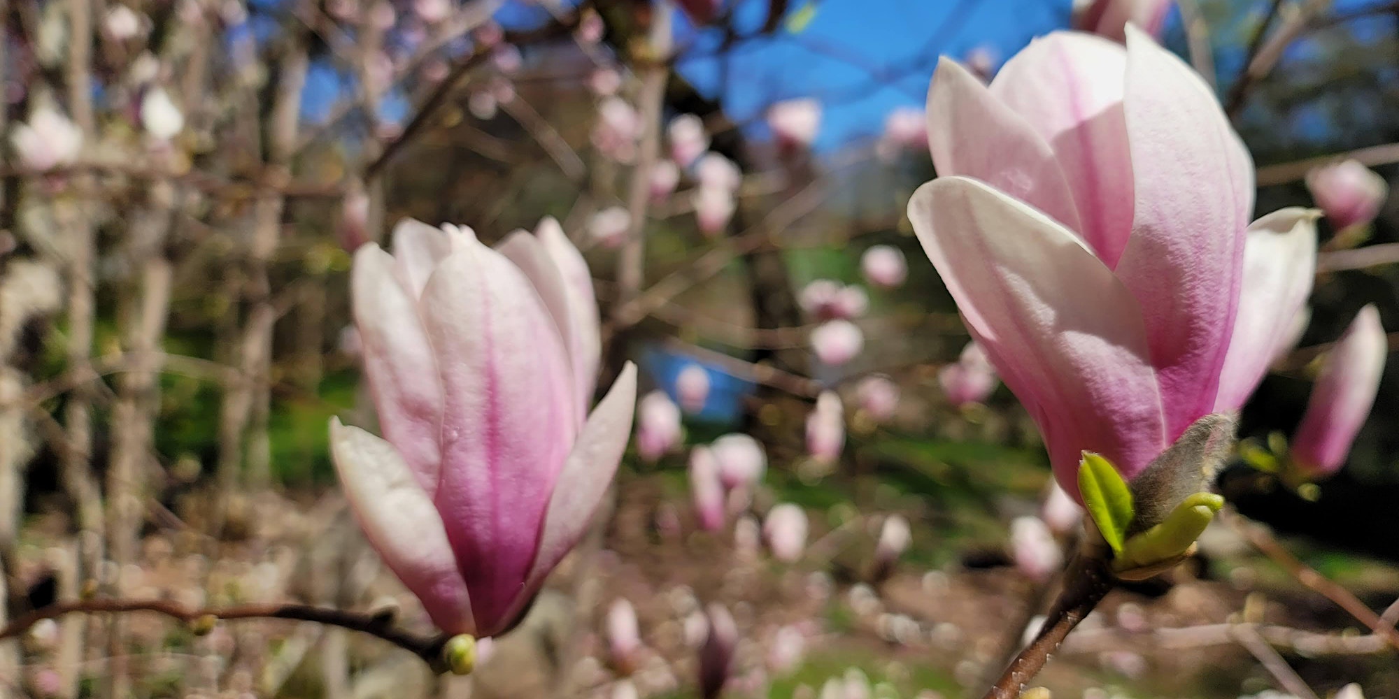 Spring Dendrology Workshop