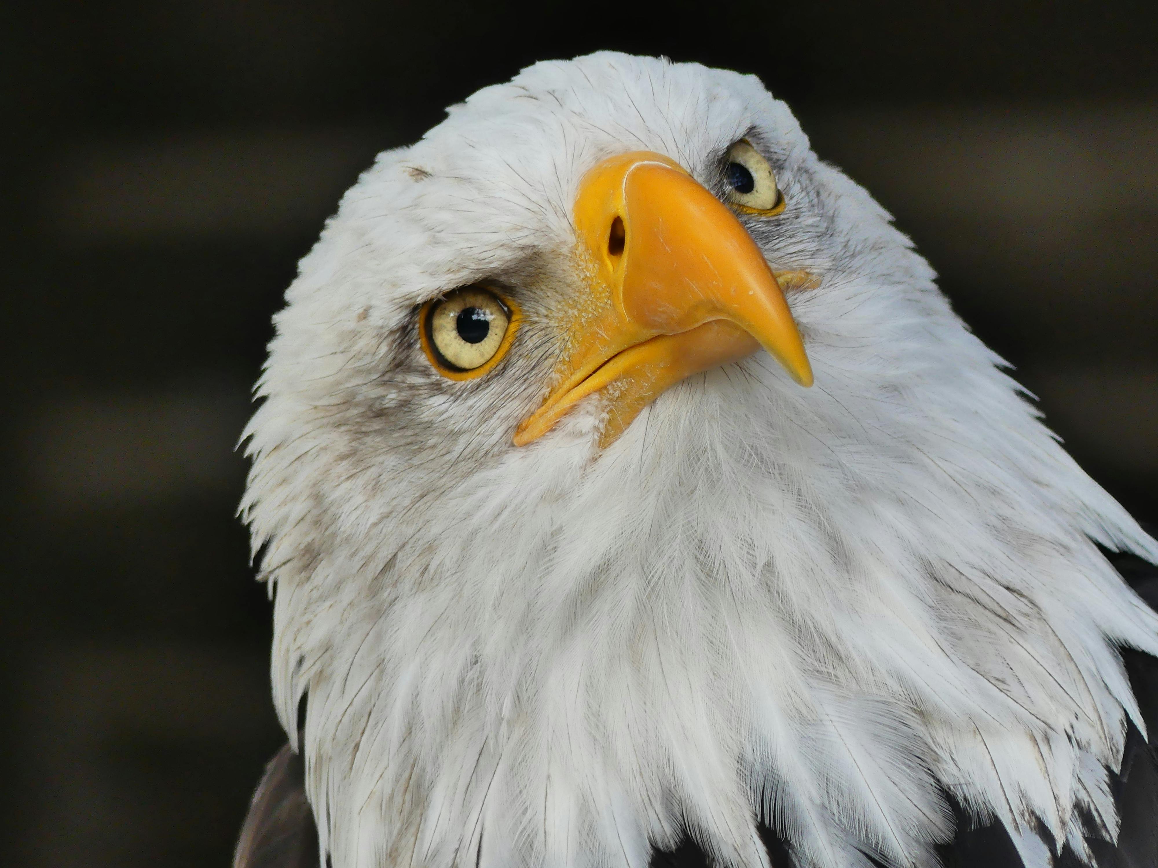 Eagle Cam Q&A with Conserve Wildlife Foundation