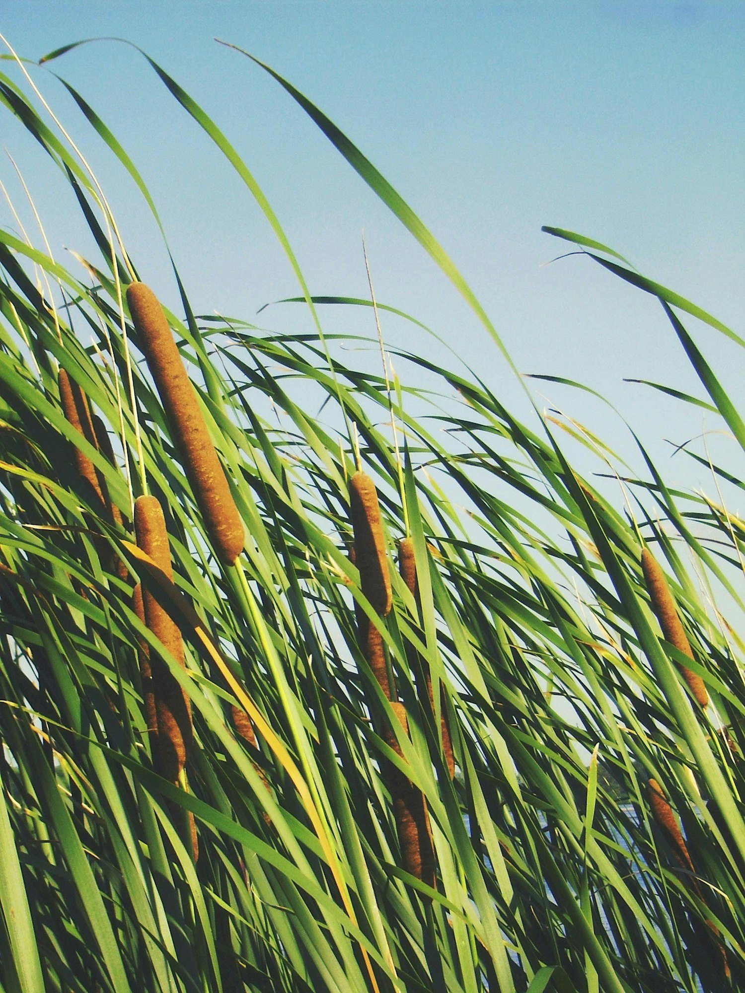 Exploring the Wonders of Wetlands