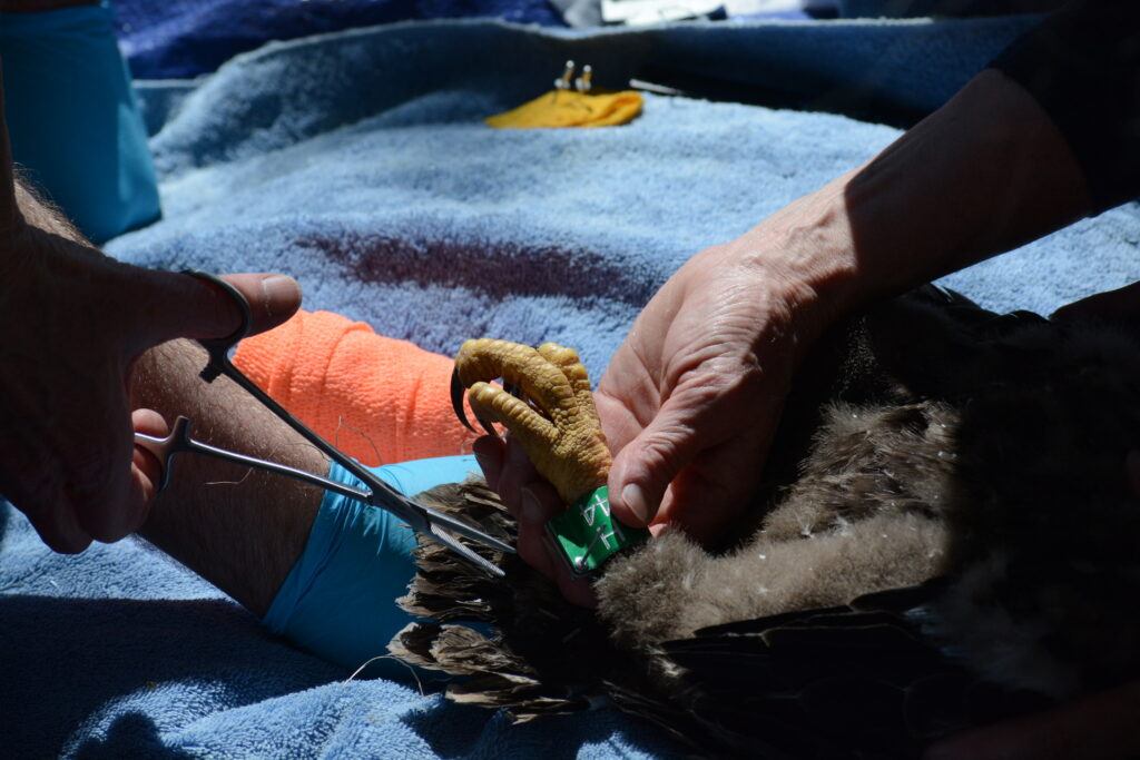 A green band reading "H44" is placed on the leg of a bald eagle chick.