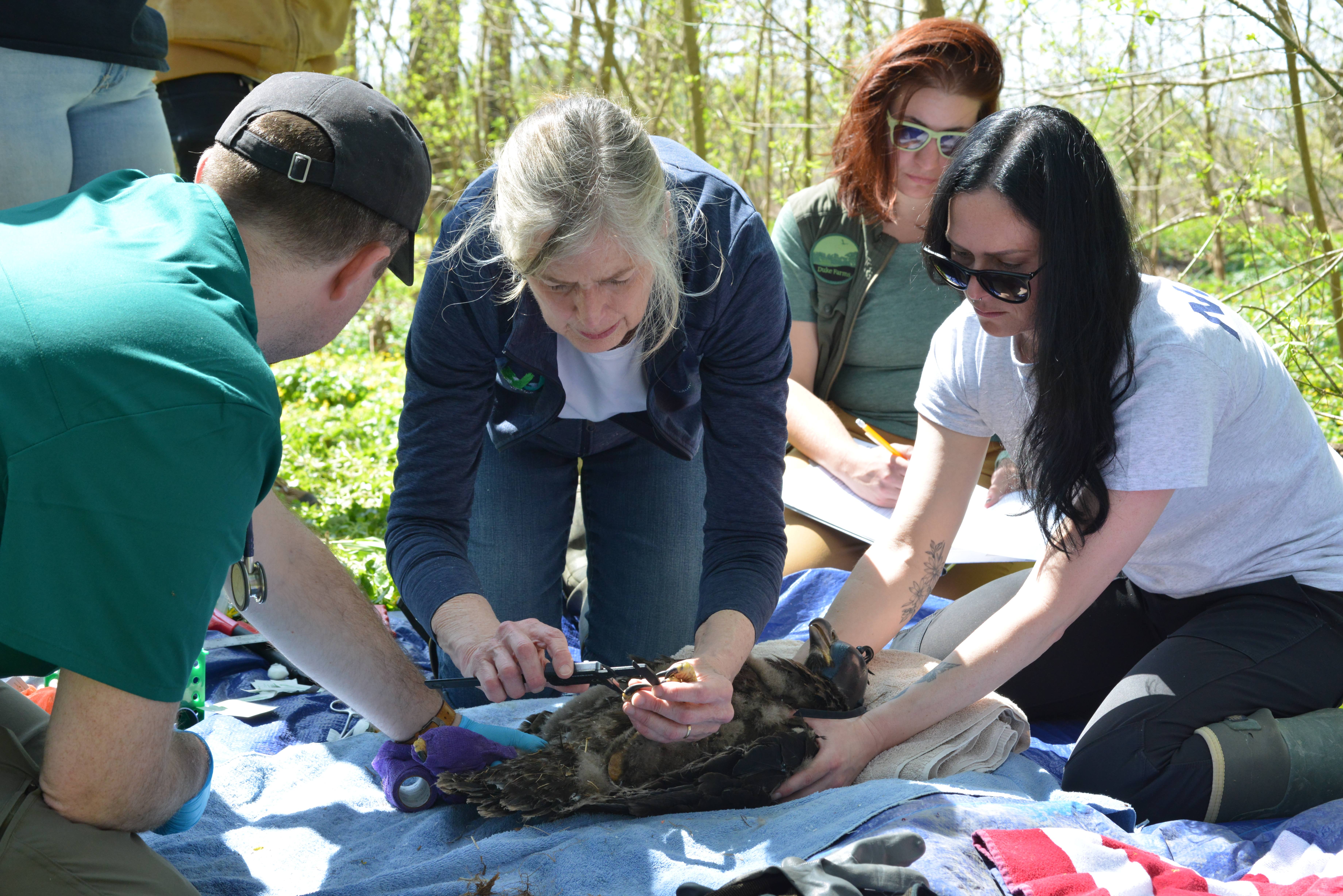 A group of scientists take measurements of a bald eagle chick.