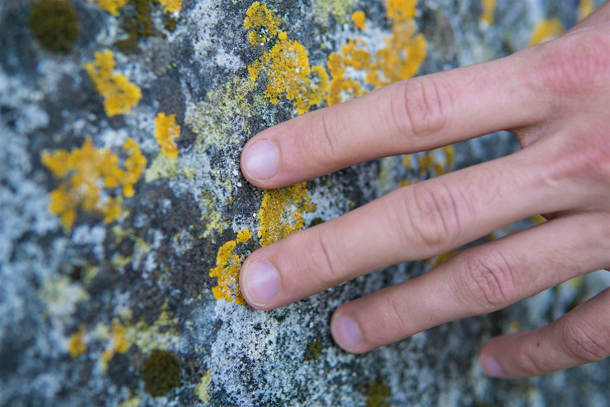 Through the Loupe: Lichen & Moss